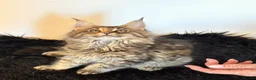 Maine Coon cats for sale: Gorgeous, XXL Russian Maine Coon kittens - Advert 6