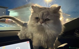 Persian cats for sale: Chinchilla Persian - Image 4