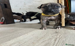 Cane Corso dogs for sale: 10 gorgeous Cane Corso  - Image 4