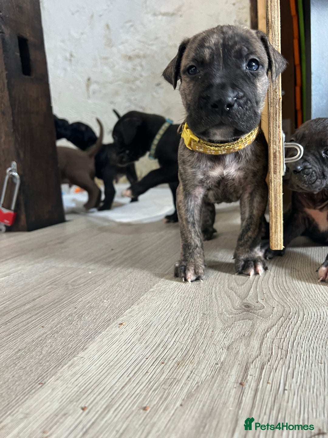Cane Corso dogs for sale: 10 gorgeous Cane Corso  - Image 4