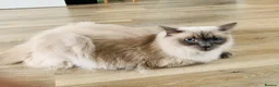 Ragdoll cats for sale: Beautiful blue point bonded Ragdoll pair  - Advert 2