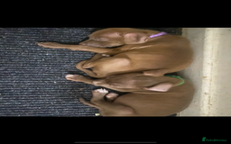 Mixed Breed dogs for sale: Female pit/cane corse mix - Image 1