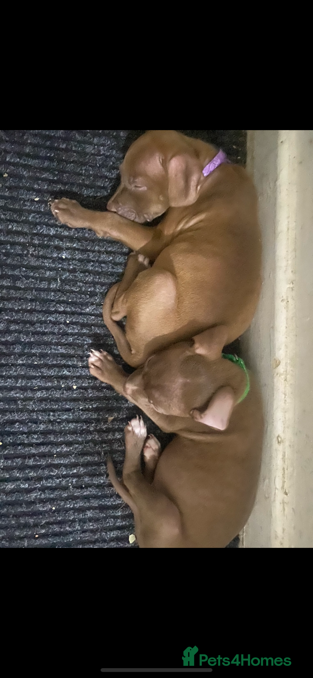 Mixed Breed dogs for sale: Female pit/cane corse mix - Image 1