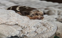 Miniature Dachshund dogs for sale: Dapple miniature dachshund - Image 11