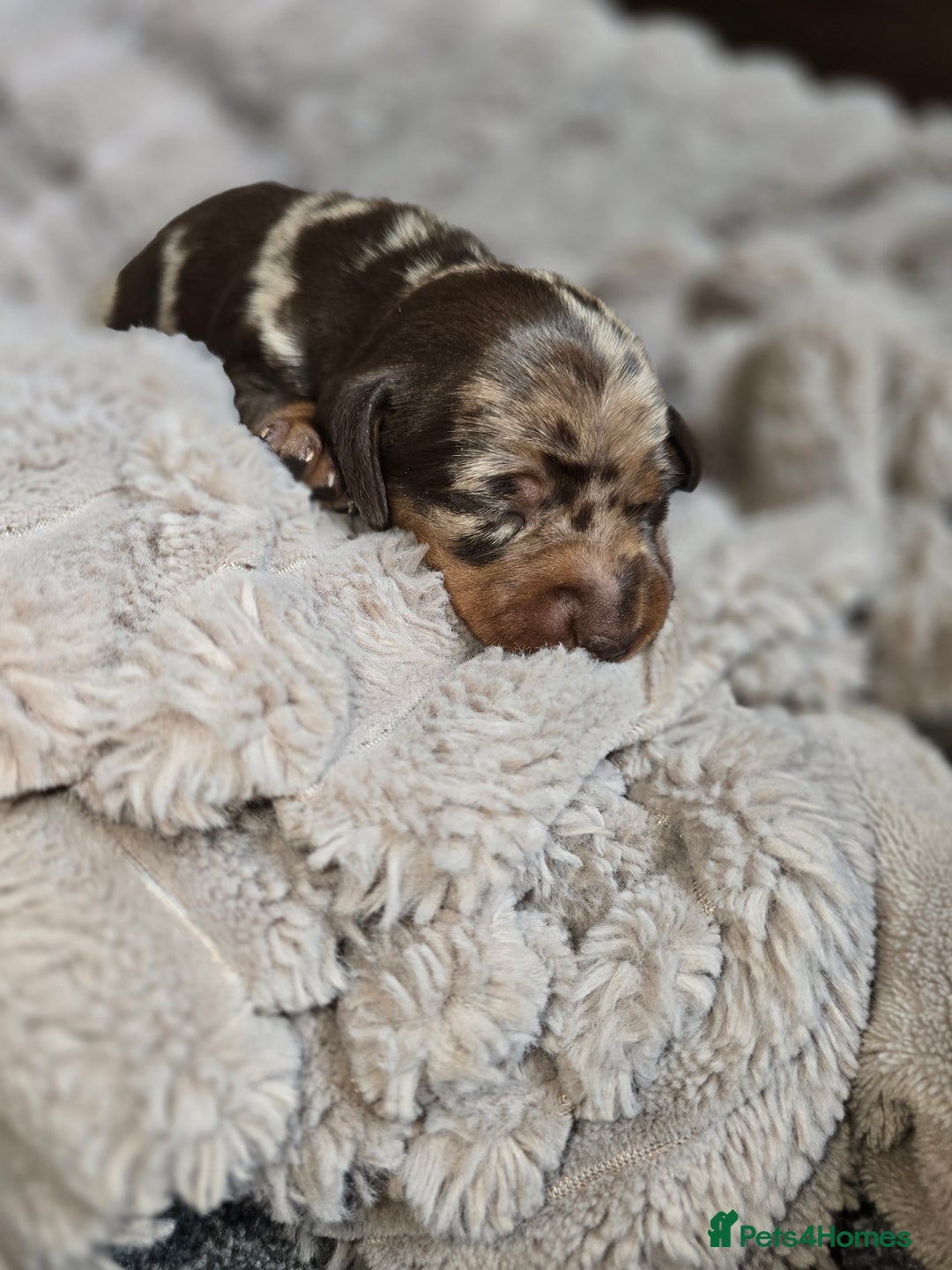 Miniature Dachshund dogs for sale: Dapple miniature dachshund - Image 11