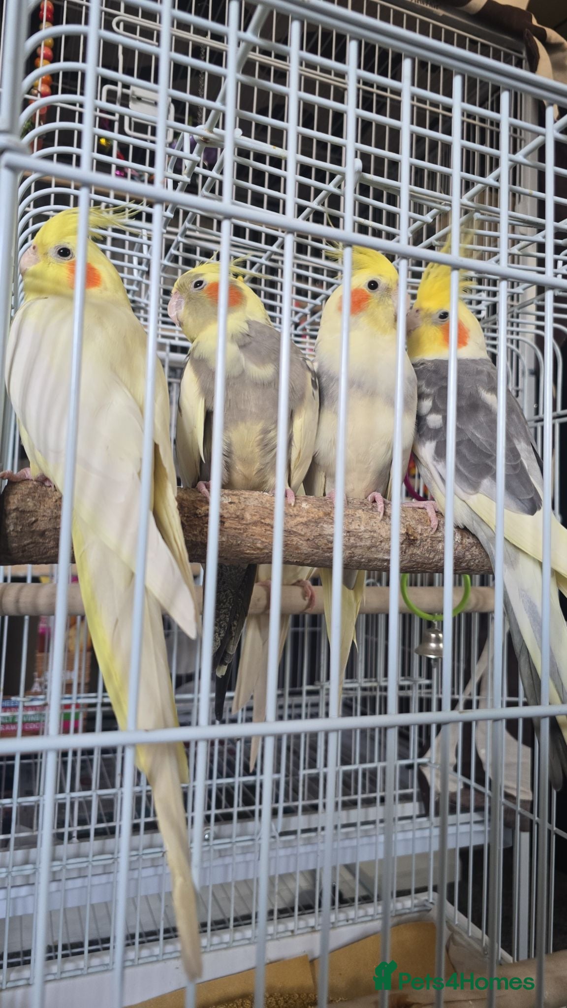 Cockatiels birds Male cockatiels - Advert 17