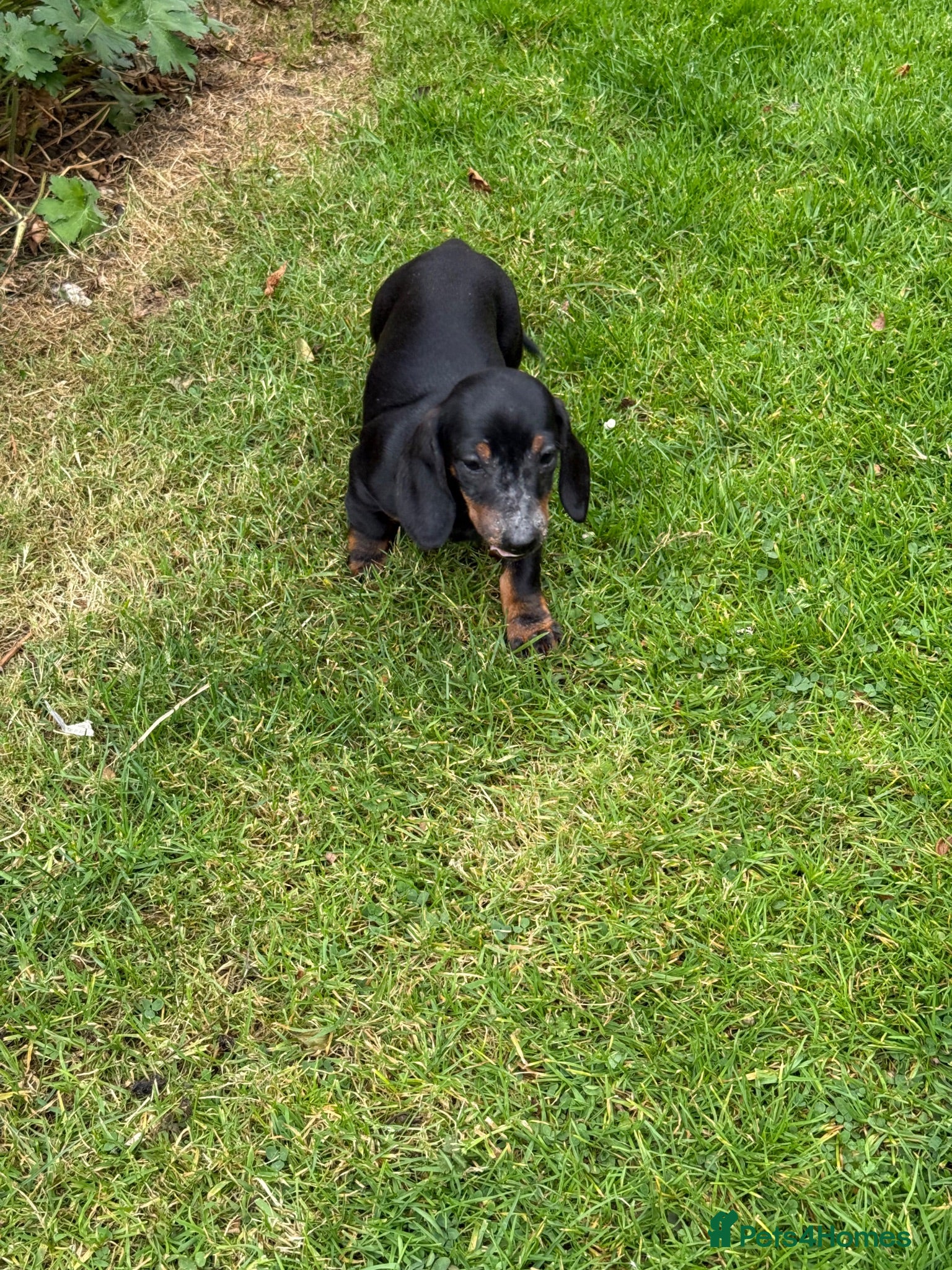 Miniature Dachshund dogs Four miniature dachshund puppies left  (Scotland) - Advert 2