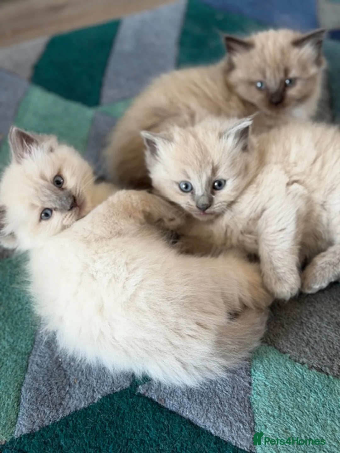 Ragdoll cats for sale: True Ragdolls looking for forever loving homes. - Advert 1