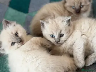 Ragdoll cats True Ragdolls looking for forever loving homes. - Advert 1