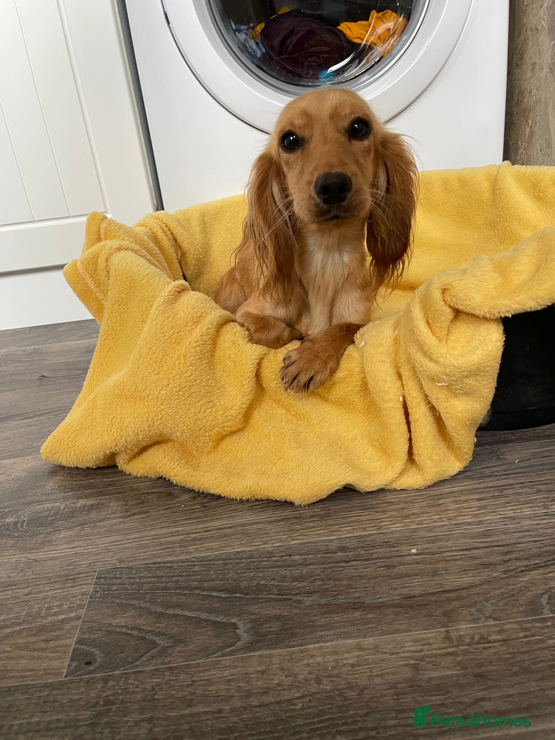 Cockapoo dogs for sale: Stunning Fox red cockapoo puppy’s  - Advert 7