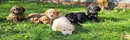 Cockapoo dogs for sale: F1 Cockerpoo Puppies  - Advert 14