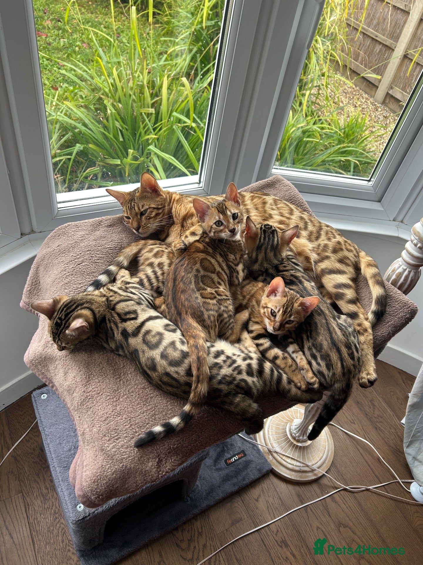 Bengal cats Pedigree Bengal Kittens - Advert 1
