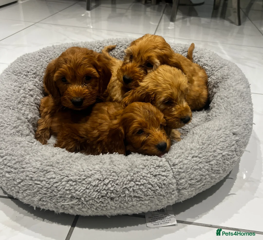 Cockapoo dogs for sale: 4 F1b cockapoo puppies - Advert 2