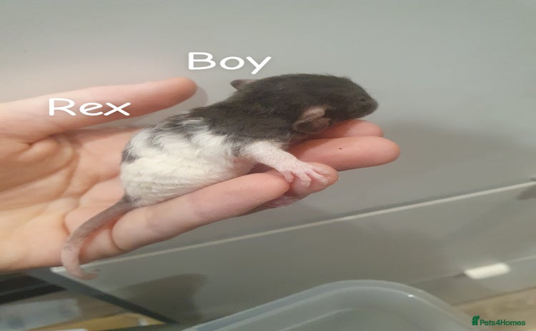 Rat rodents for sale in Warrington - Advert 1