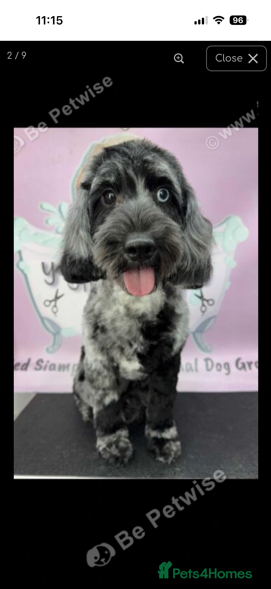 Cockapoo dogs Cockapoo pups  - Advert 1
