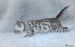 Bengal cats for sale: 🏆OUTSTANDING SHOW WINNING BENGALS KITTENS🔥 - Image 19