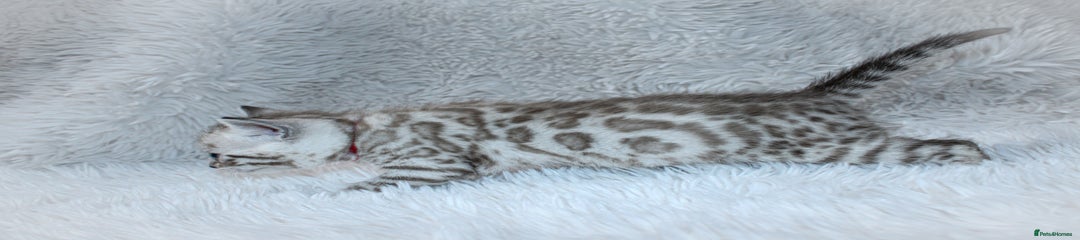 Silver mink boy - (A/a) - Red Collar 