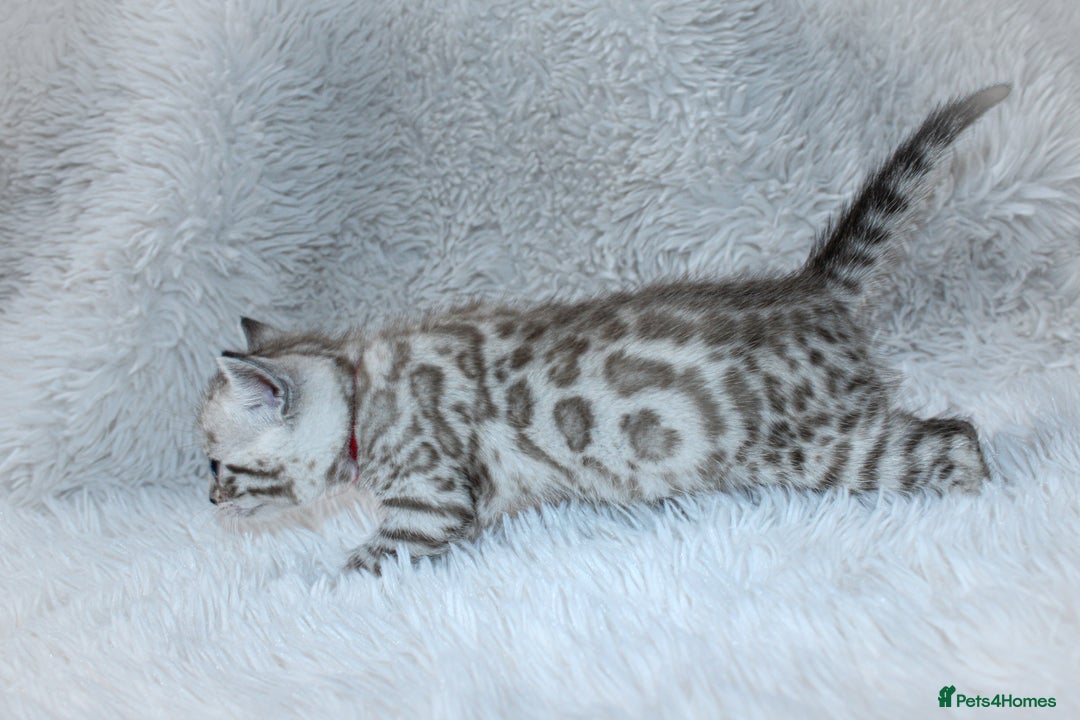 Bengal cats for sale: 🏆OUTSTANDING SHOW WINNING BENGALS KITTENS🔥 - Image 19