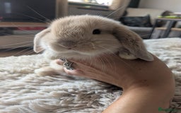Mini Lop rabbits for sale: Mini Lop Rabbits – 3 Friendly Boys - Image 8