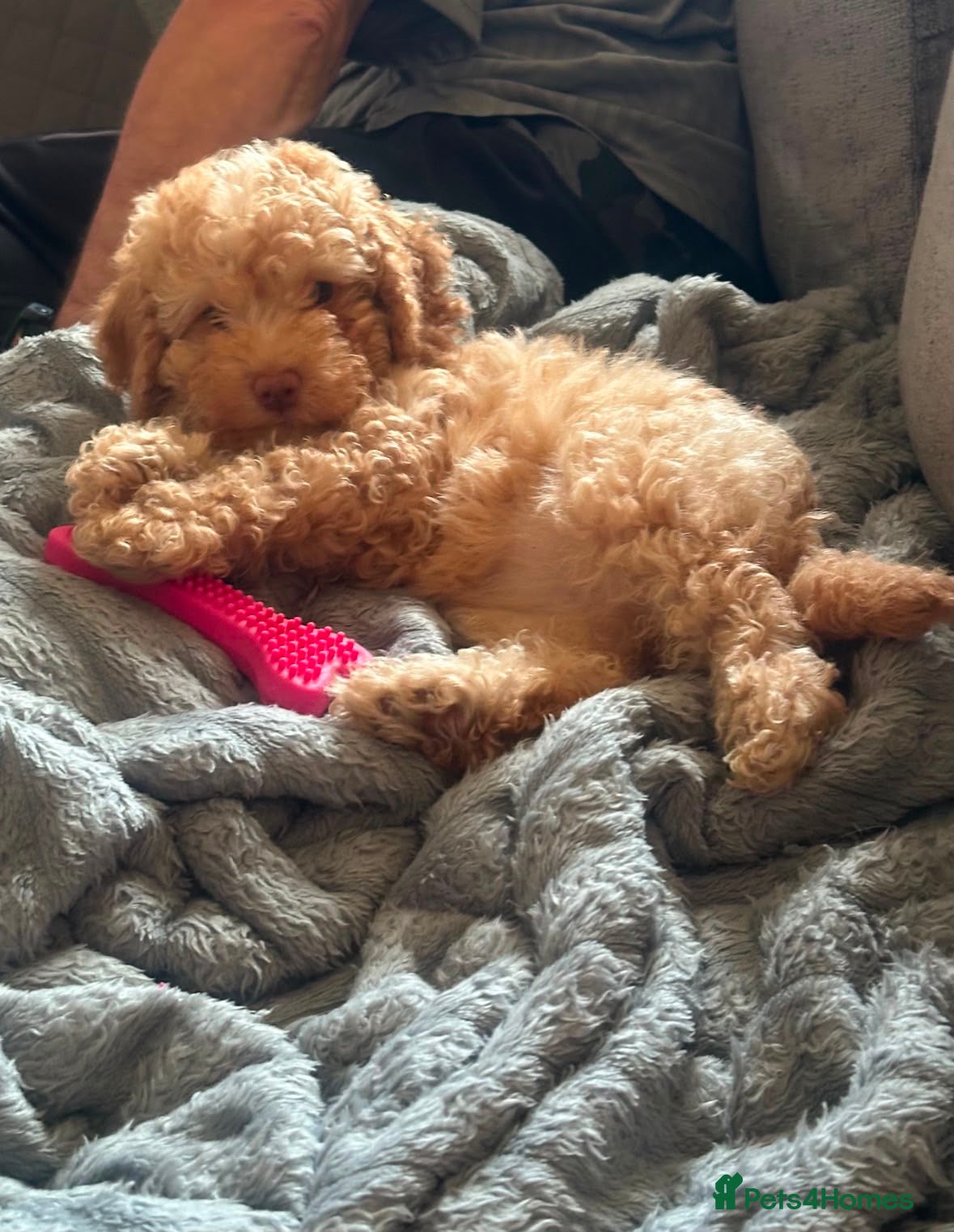 Cockapoo dogs Ready now 1 golden f1b cockapoo left - Advert 1
