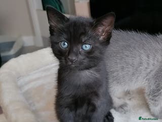 Mixed Breed cats Siamese Bengal mix kittens - Advert 5