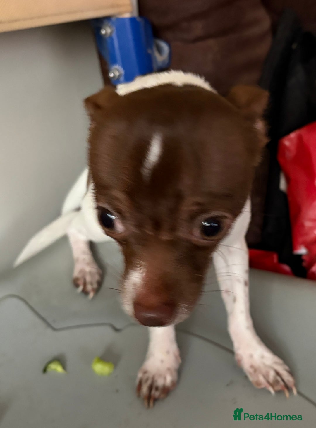 Chihuahua dogs for sale: Pure Breed Chihuahua male - Advert 4