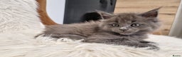 Maine Coon cats for sale: Maine Coon GCCF  - Advert 1
