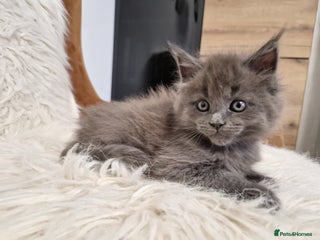 Maine Coon cats Maine Coon GCCF - Advert 1