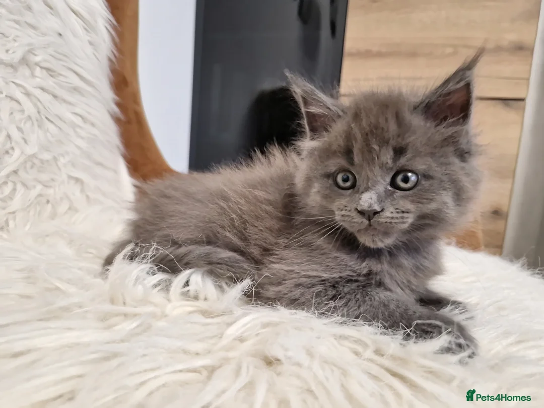 Maine Coon cats for sale: MAINE COON  RESERVED - Advert 4