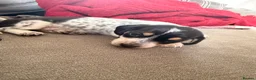 Dachshund dogs for sale: Isabella Daschound - Advert 3