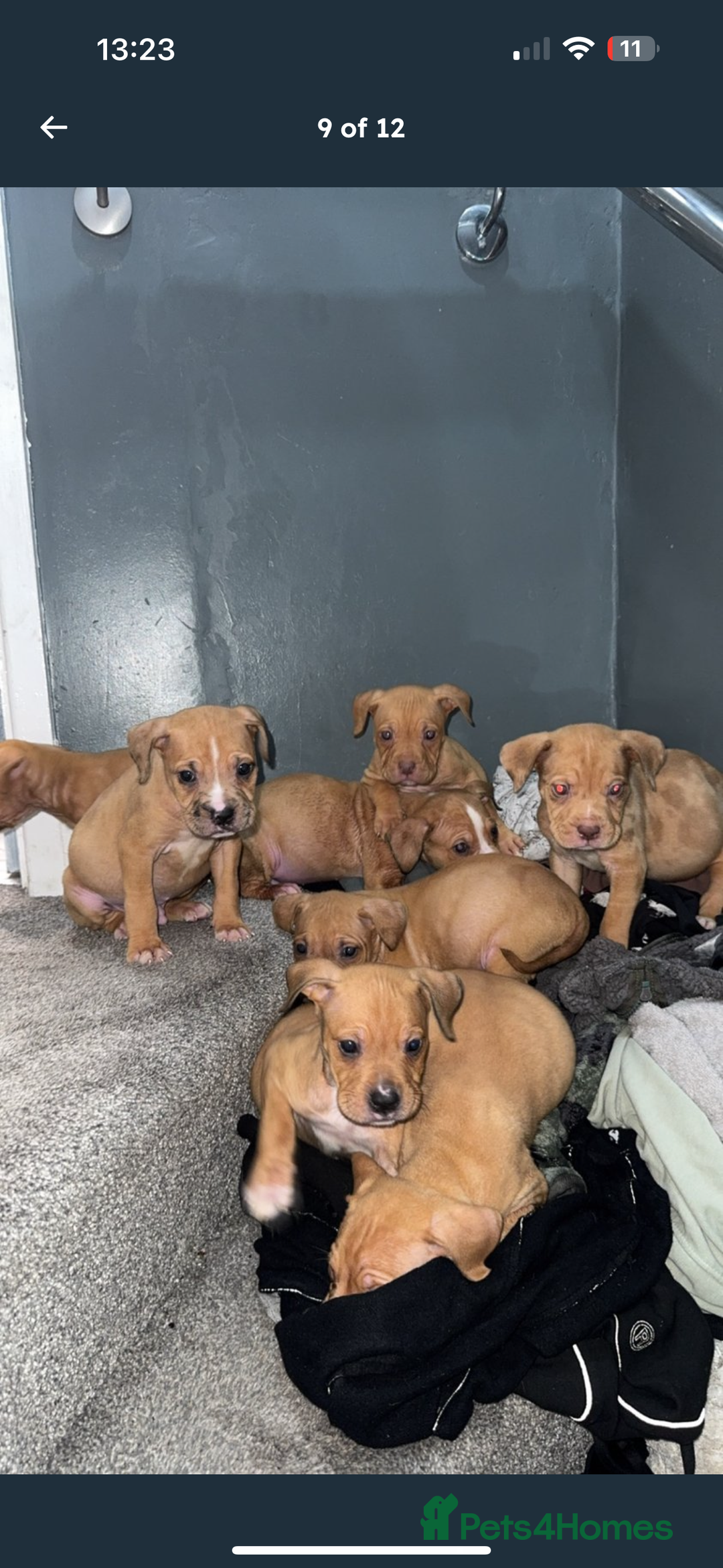 Mixed Breed dogs for sale: Alpha blue bulldog x mastiff - Image 9