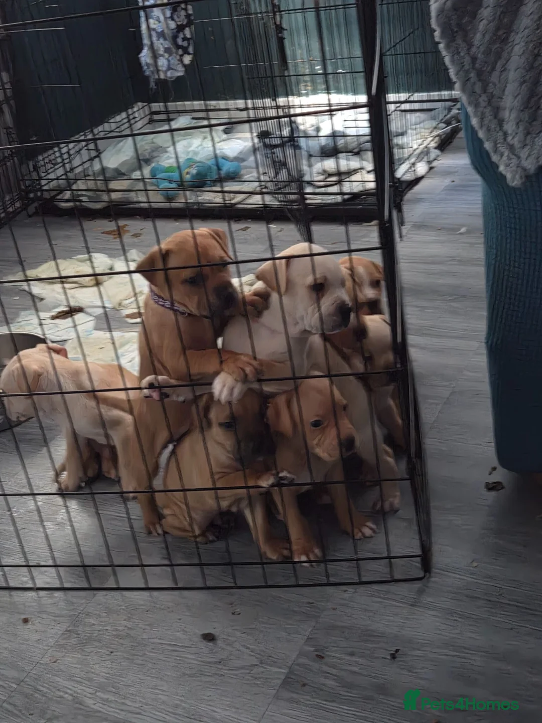 Mixed Breed dogs for sale: Gorgeous littler of 9 pups only 2 left 1 m 1 f - Advert 2