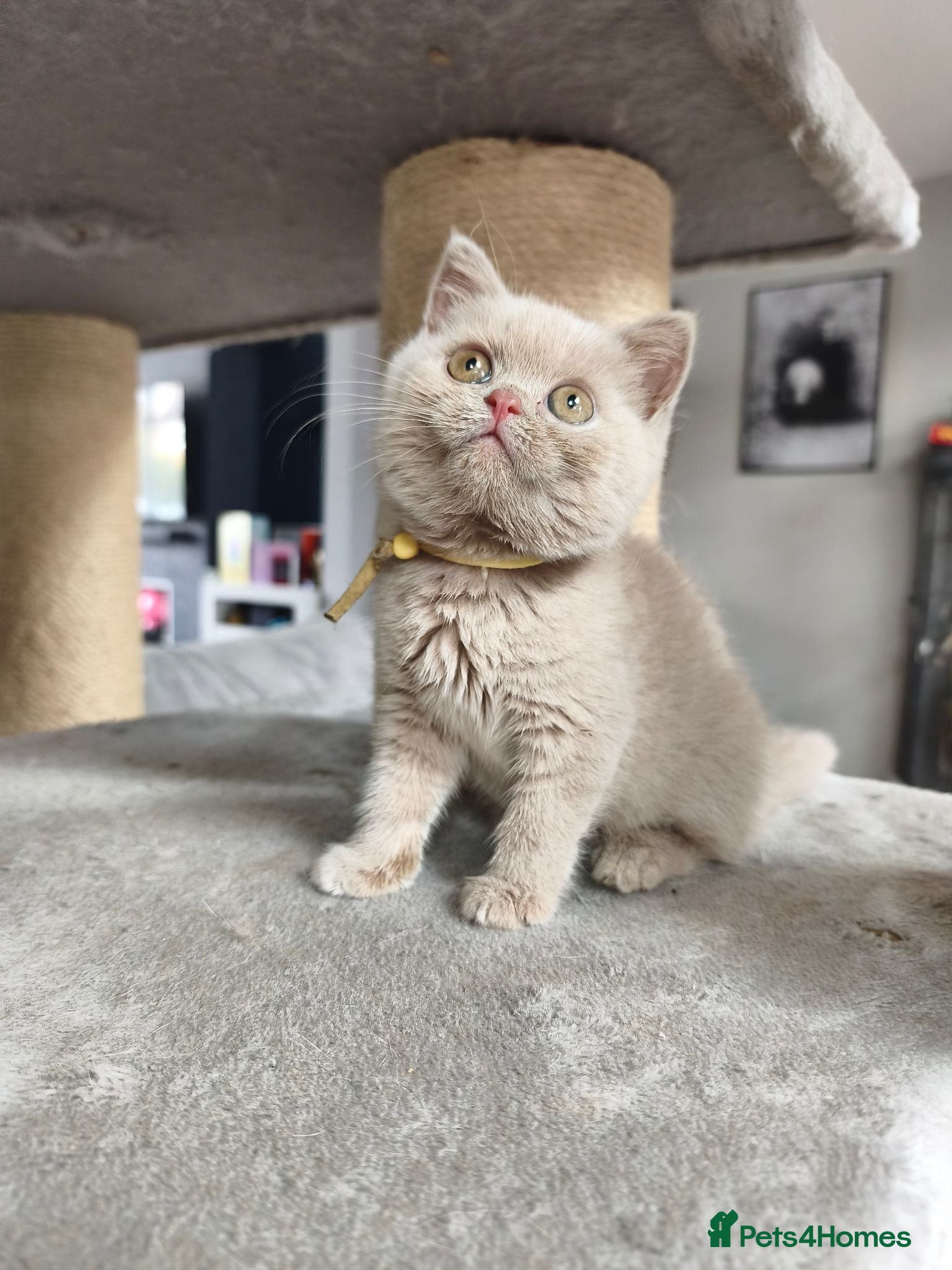 British Shorthair cats British shorthair kittens - Advert 2