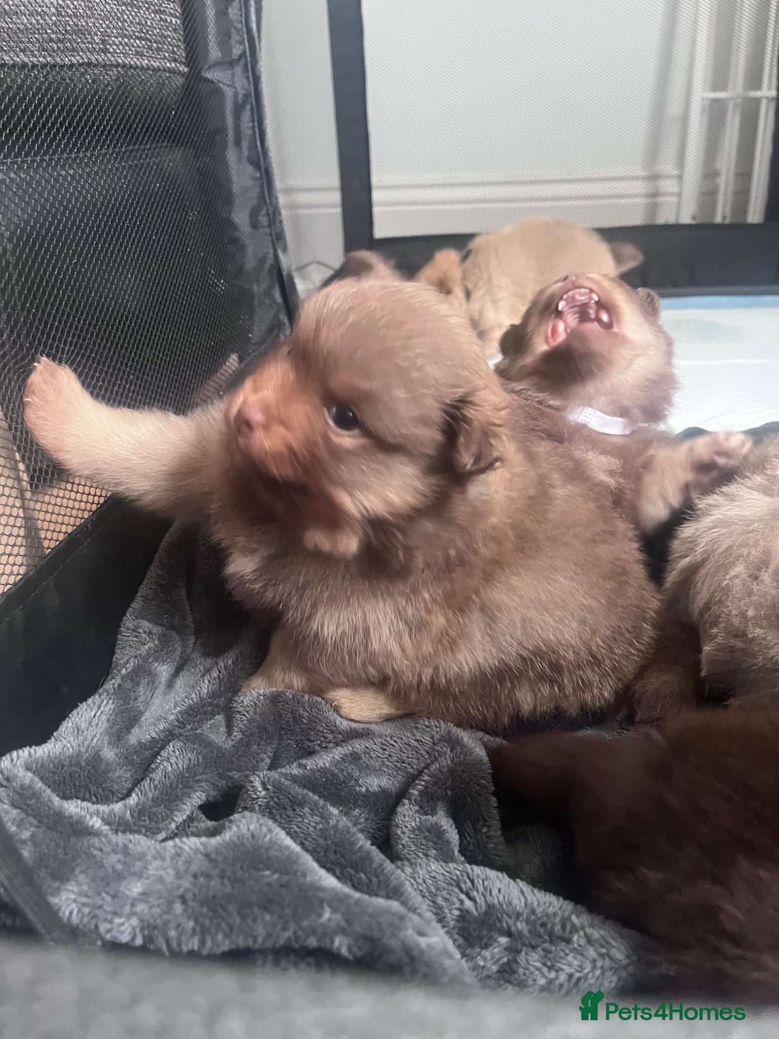 Pomeranian dogs LAST BOY LOOKING FOR HIS FOREVER HOME - Advert 4