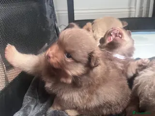 Pomeranian dogs LAST BOY LOOKING FOR HIS FOREVER HOME - Advert 4