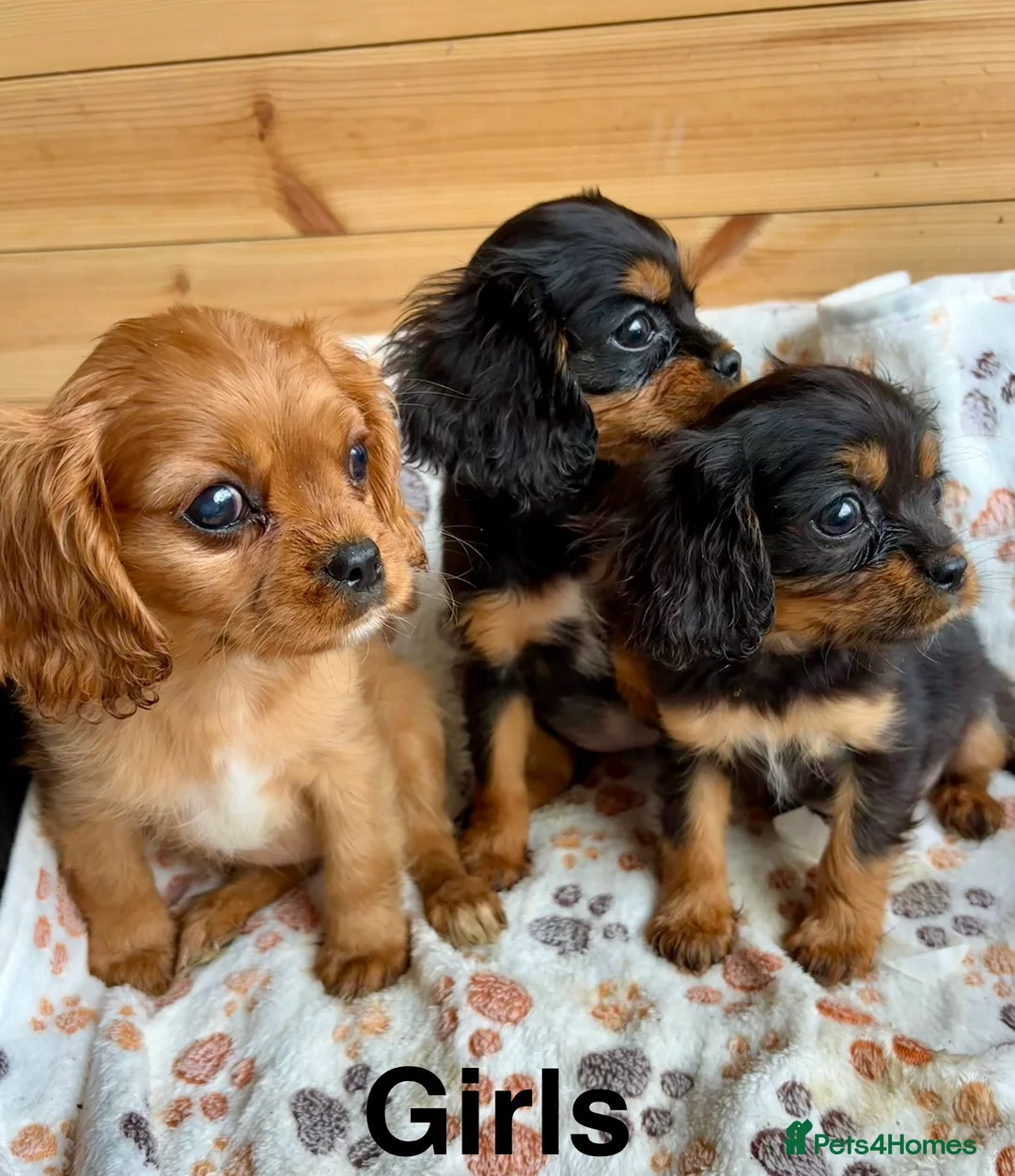 Cavalier King Charles Spaniel dogs for sale: Beautiful puppies looking for forever homes - Advert 5