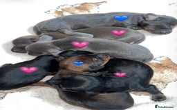 Miniature Dachshund dogs for sale: Stunning miniature dachshund puppies  - Image 2