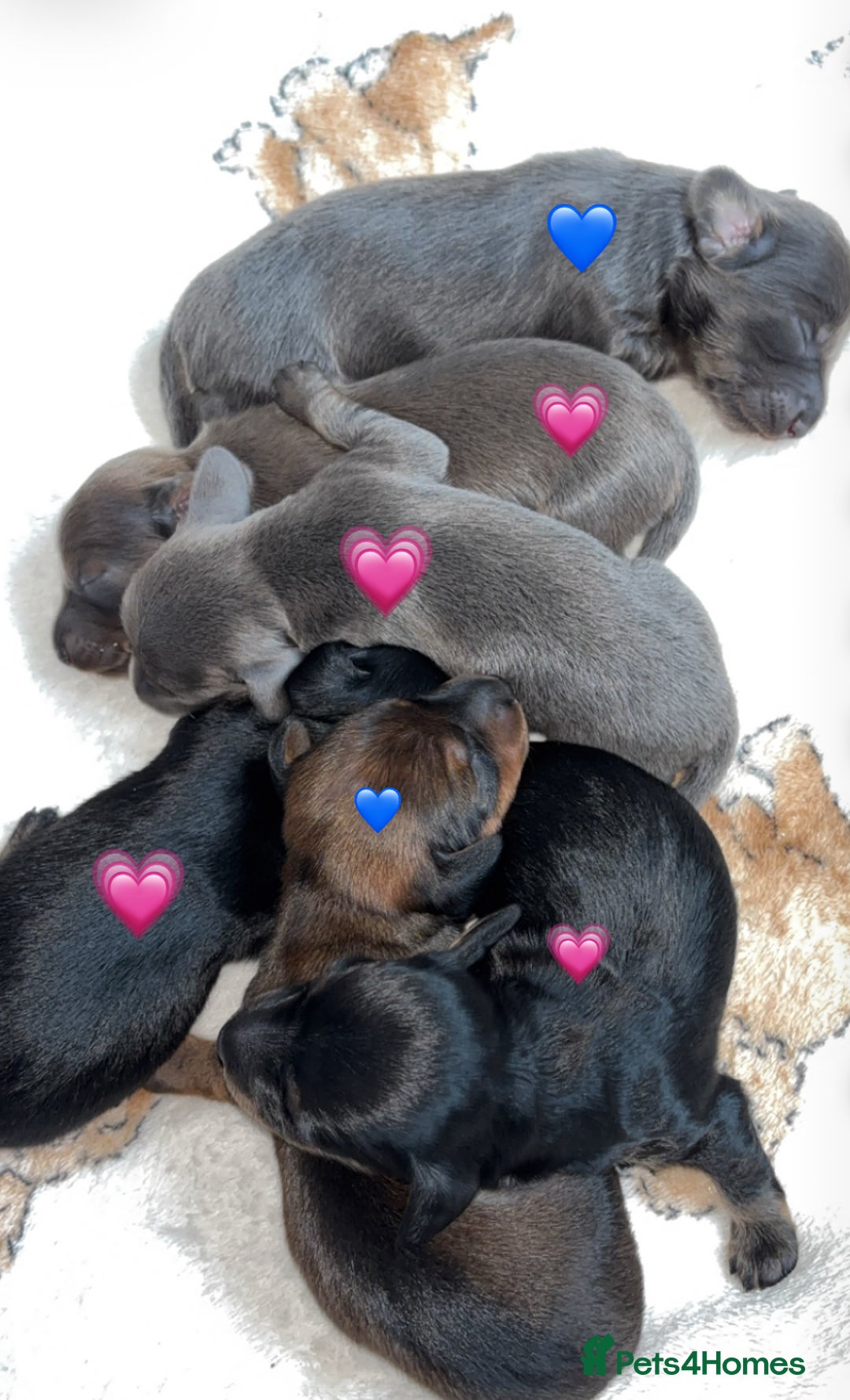 Miniature Dachshund dogs for sale: Stunning miniature dachshund puppies  - Image 2