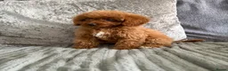Cavapoo dogs for sale: 1 Stunning Redfox F1B teddy toy cavapoo available  - Advert 5