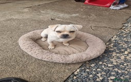 Mixed Breed dogs for sale: Little Bella - Image 4