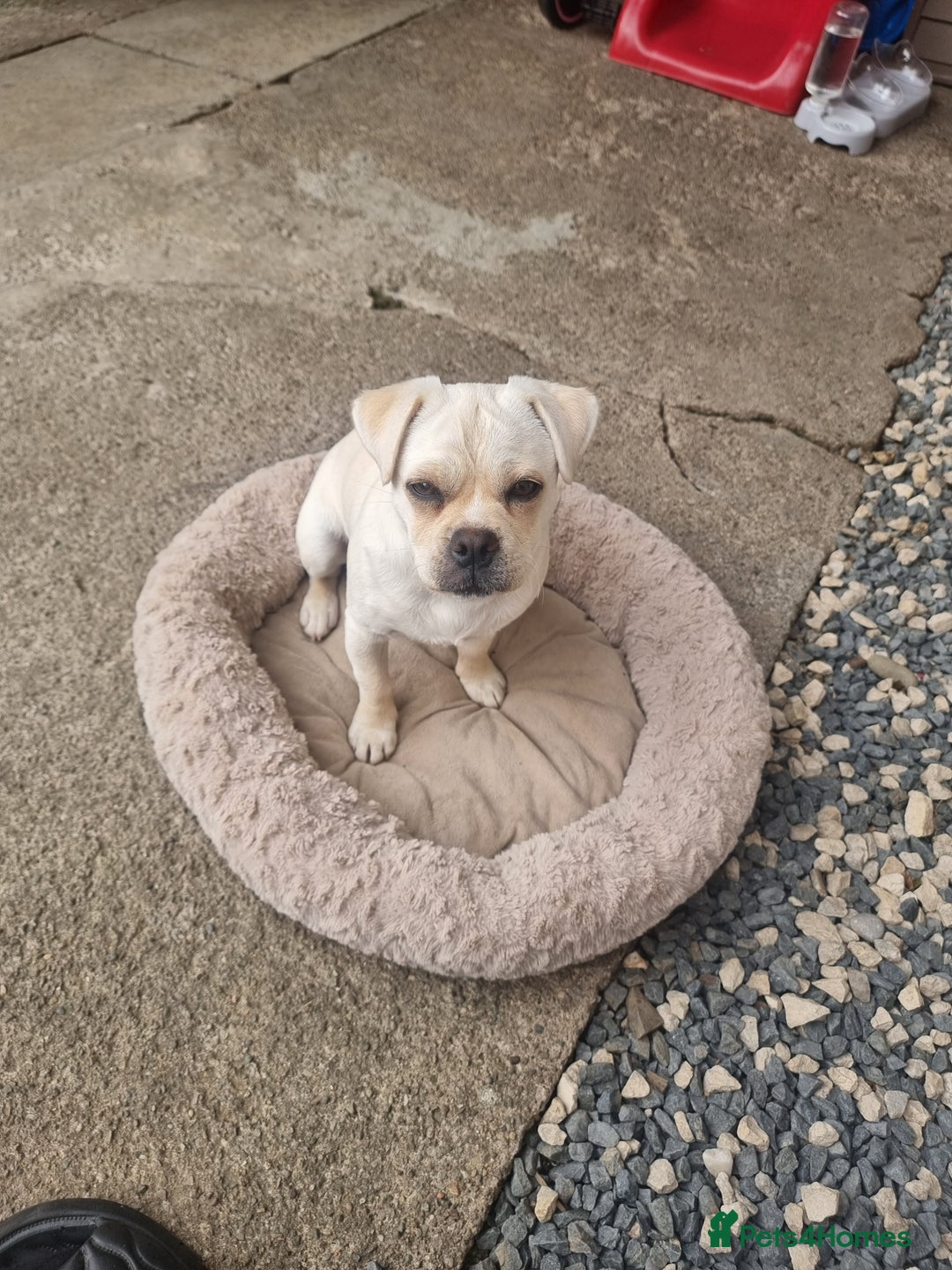 Mixed Breed dogs for sale: Little Bella - Image 4