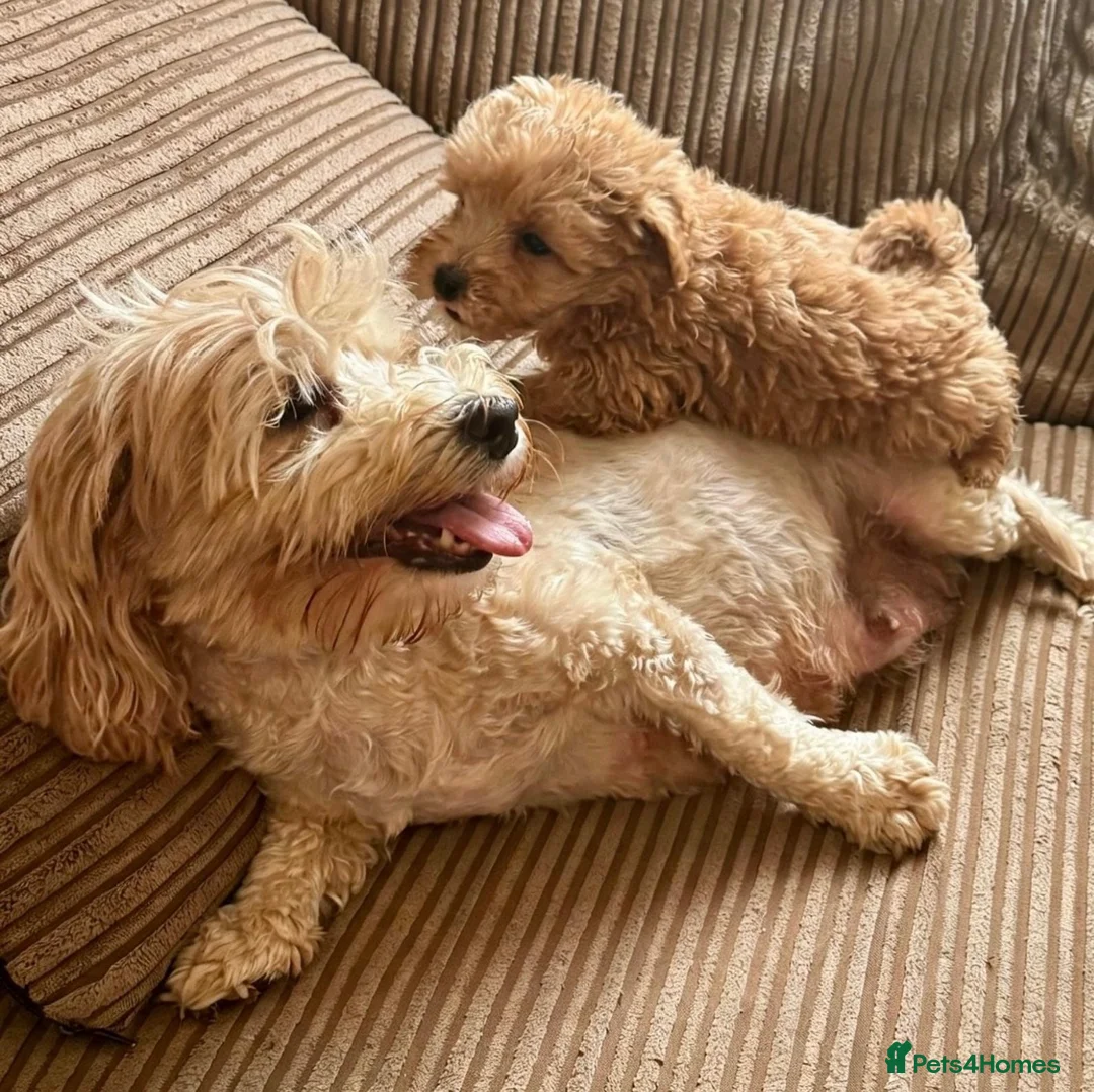 Maltipoo dogs for sale: BEAUTIFUL KOREAN MALTIPOO GIRL. EXTRA MINI!!  - Advert 2