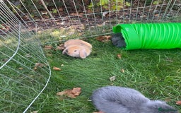 Mini Lop rabbits for sale: Baby rabbits for sale -mini lops - Image 1