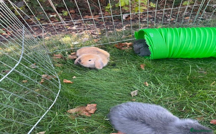 Mini Lop rabbits - Advert 9