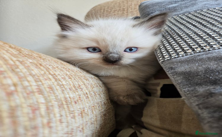 Ragdoll cats - Advert 14