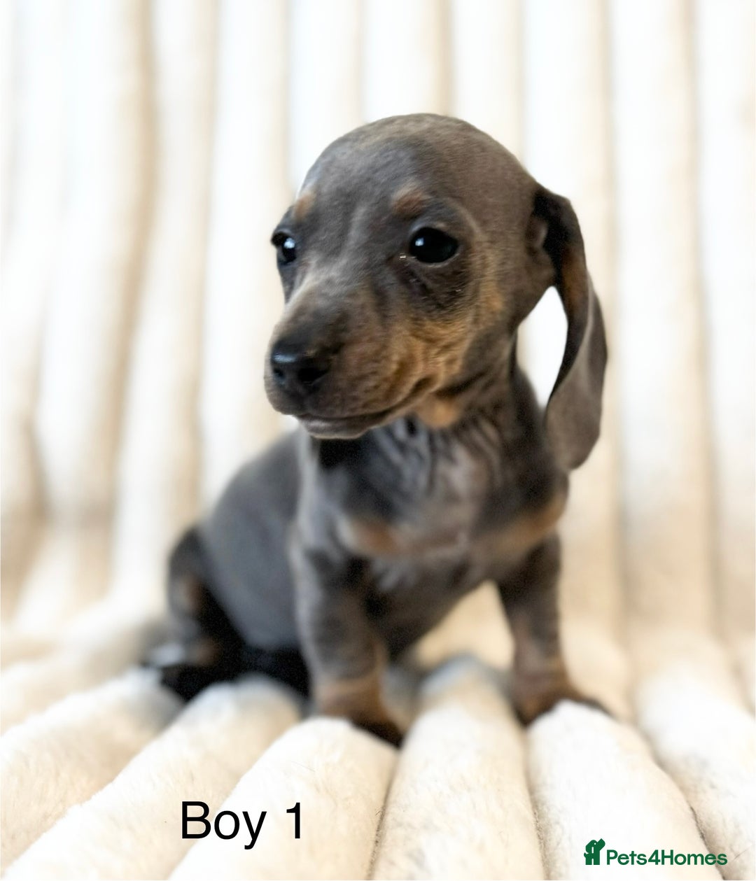 Miniature Dachshund dogs for sale: LAST 2 BOYS Miniature smooth Dachshund puppies - Image 8