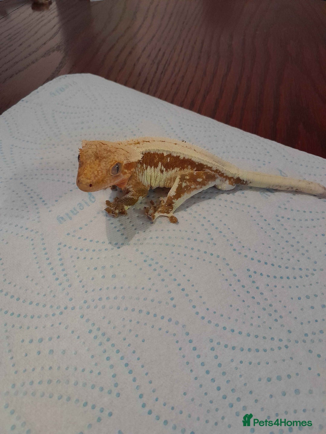 Gecko reptiles for sale: Crested gecko - Red Hypo Lillywhite - Image 4