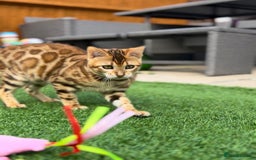 Bengal cats for sale: Beautiful Active Bengal Queen - Imported Line - Image 11