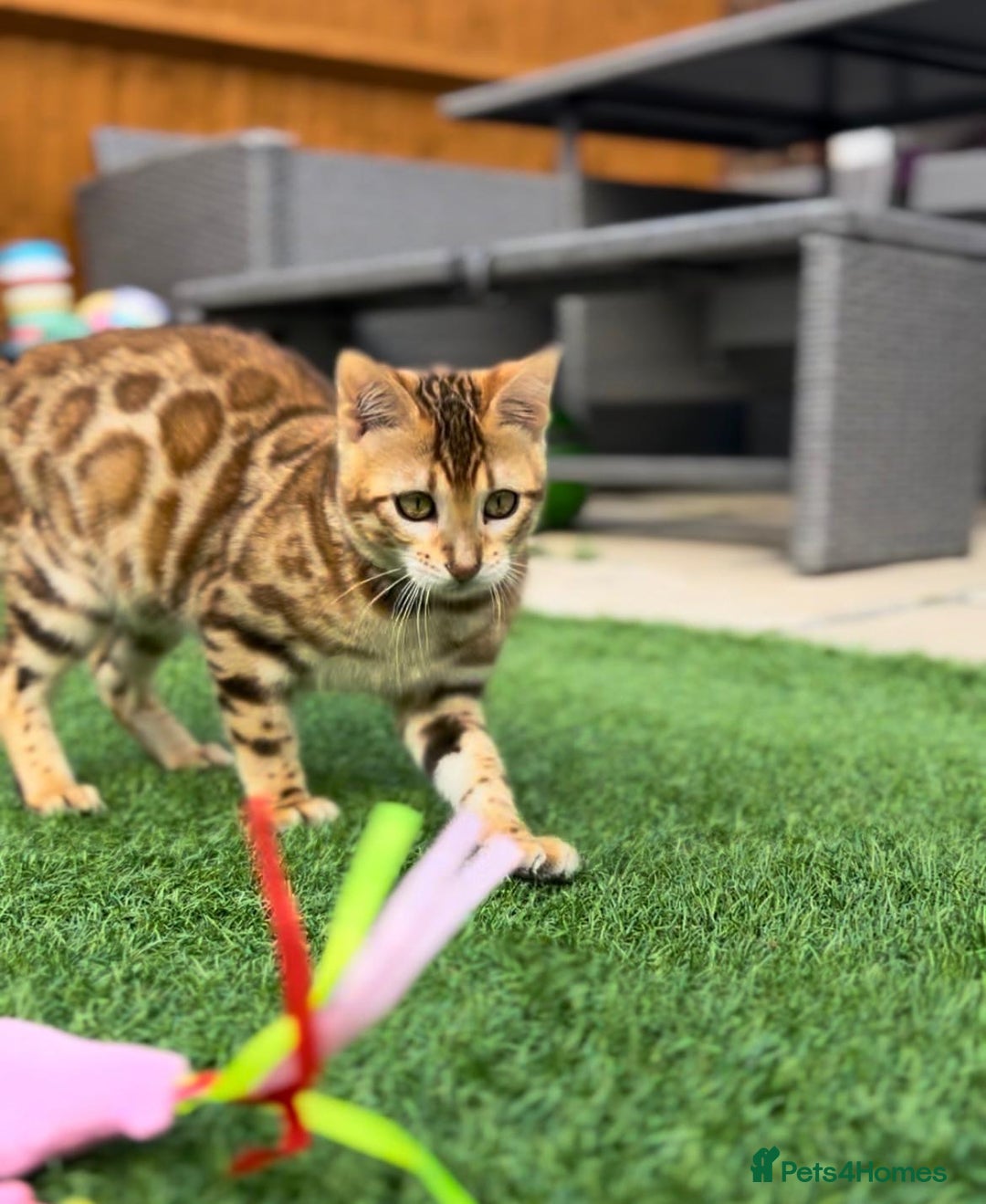 Bengal cats for sale: Beautiful Active Bengal Queen - Imported Line - Image 11