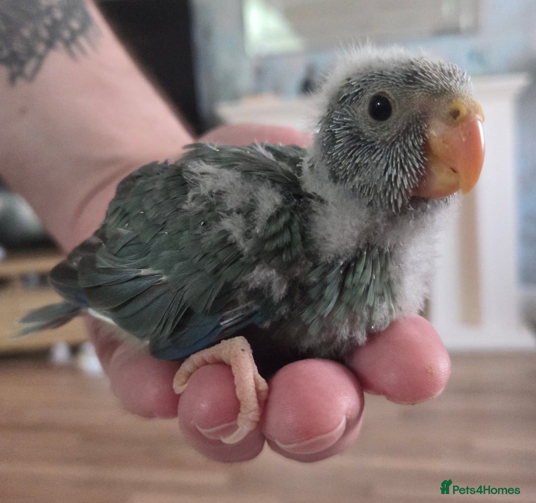 Parakeets birds for sale: Hand Tame Kakariki  - Image 6